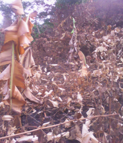 Banana plant illustration representing agricultural biomass resources